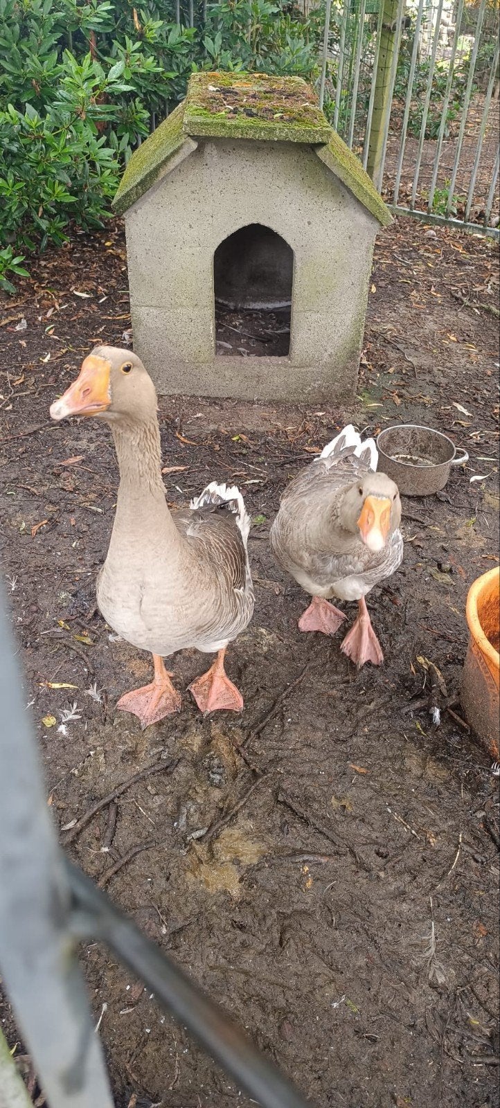 Toulouse ganzen koppel, Plusieurs animaux, Oie ou Cygne