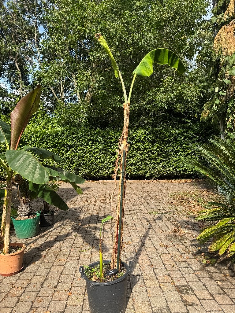 Musa thompsonii + mooie pup, Tuin en Terras, Ophalen, Vaste plant, Overige soorten, Volle zon
