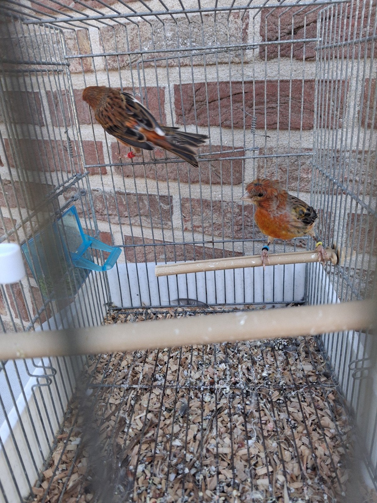 koppel kanaries agaat rood, Dieren en Toebehoren