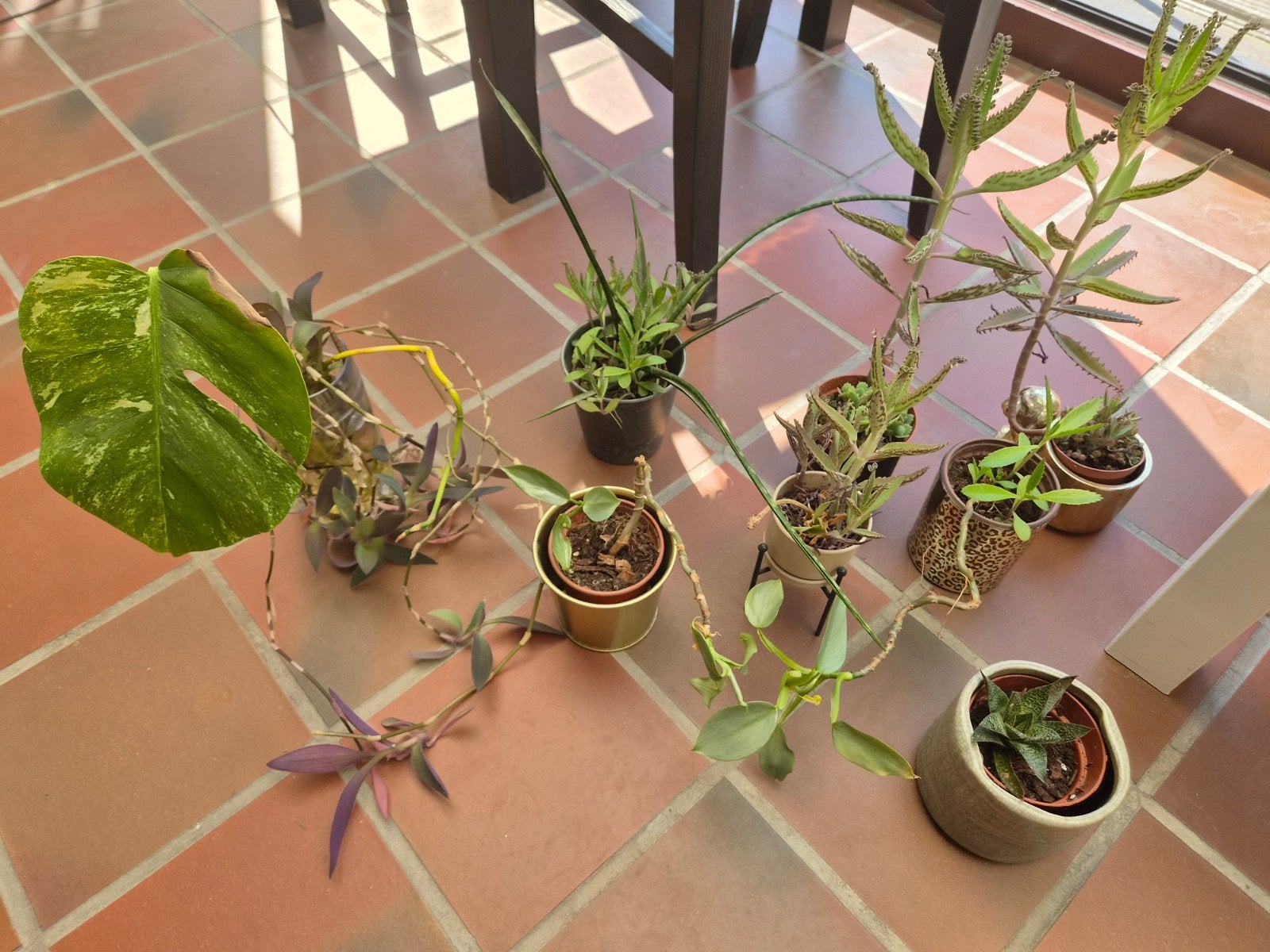 Kleine plantjes of stekken, Ophalen
