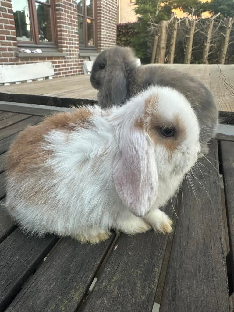 Minilop  blauwoog, Vrouwelijk, Klein, Hangoor, 0 tot 2 jaar