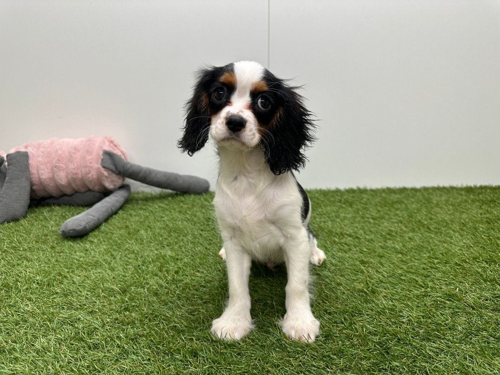 Nestje Cavalier King Charles Spaniel, België, 15 weken tot 1 jaar, CDV (hondenziekte), Meerdere