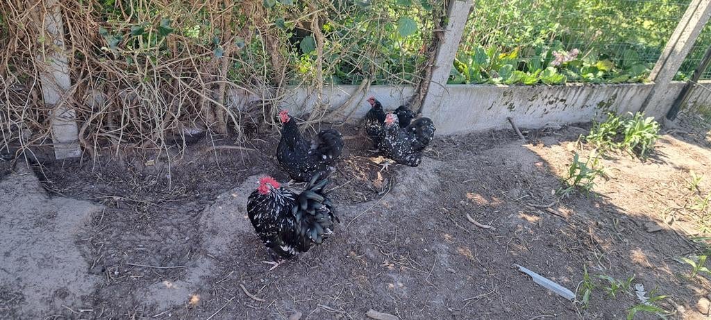 Orpington krielen zwart wit gepareld, Dieren en Toebehoren, Pluimvee
