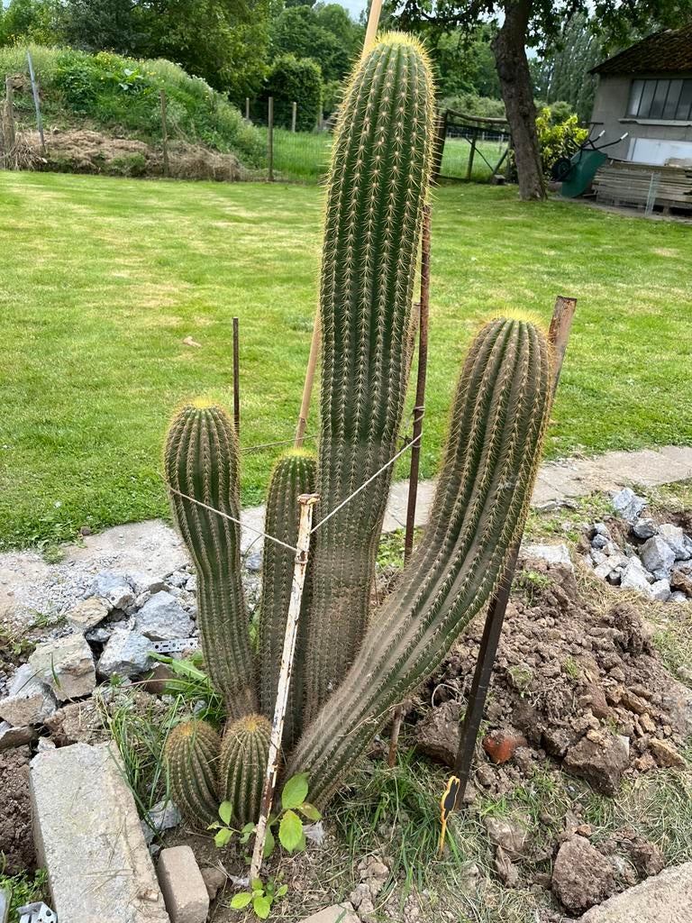 mooie cactus te koop , zelf uithalen,, Volle zon, Vaste plant, Zomer, Ophalen