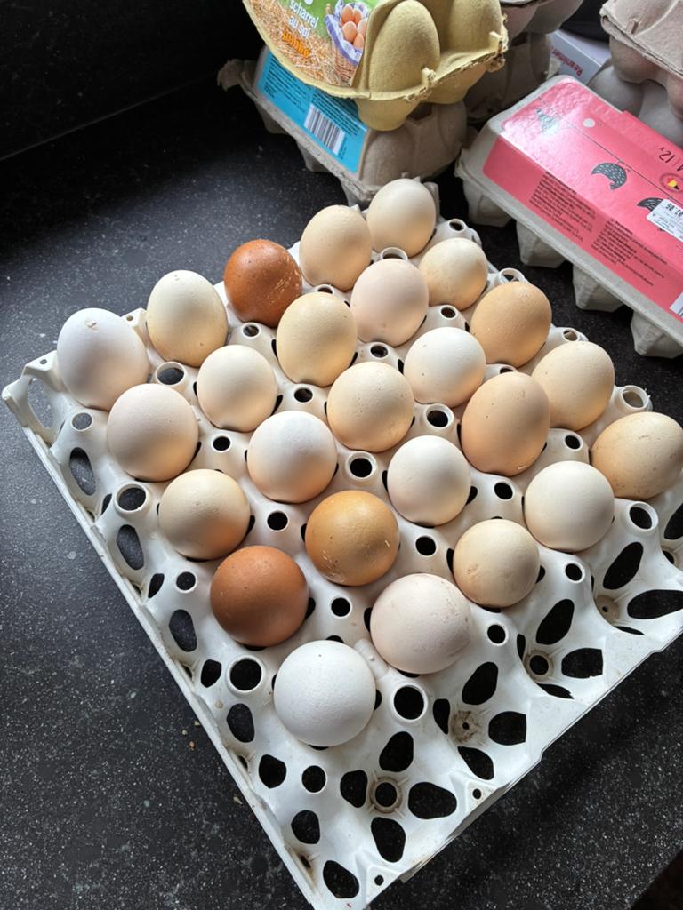 Eieren vrije uitloop, Divers, Produits alimentaires, Enlèvement