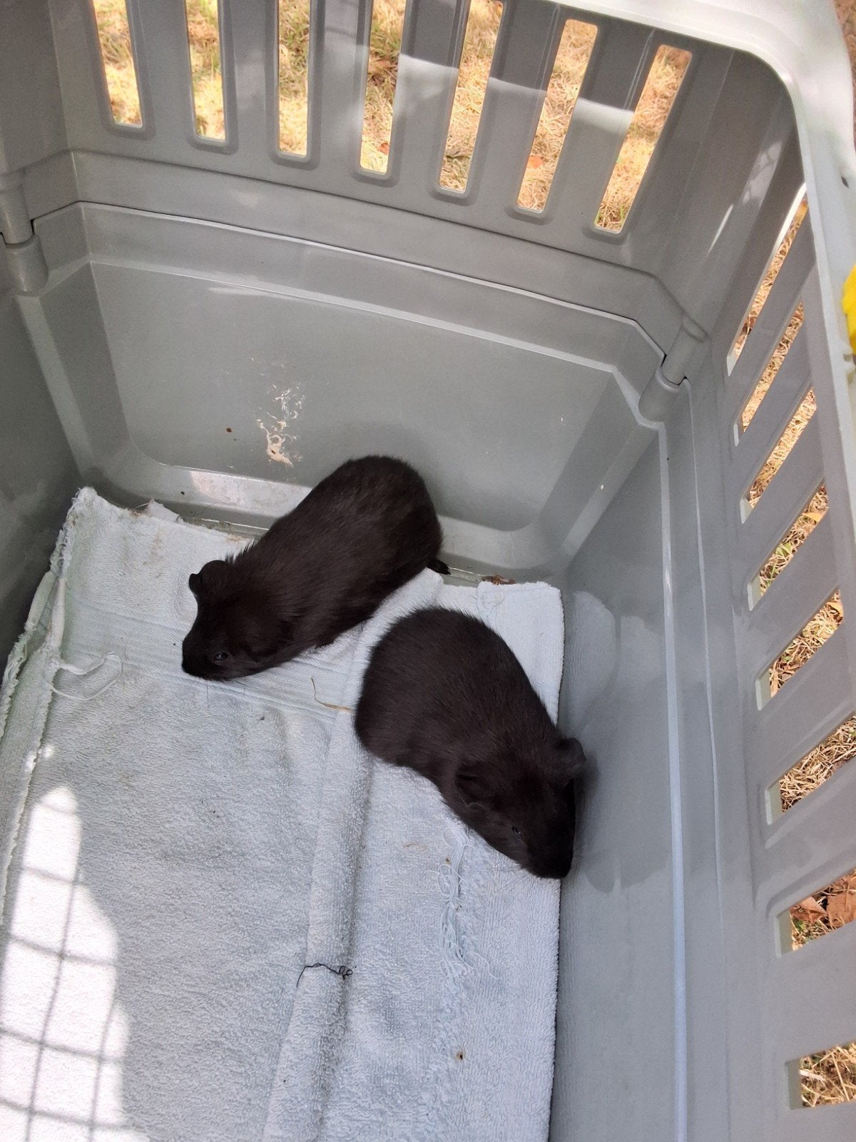 2 cavia zeugjes, Juli, Vrouwelijk, Cavia