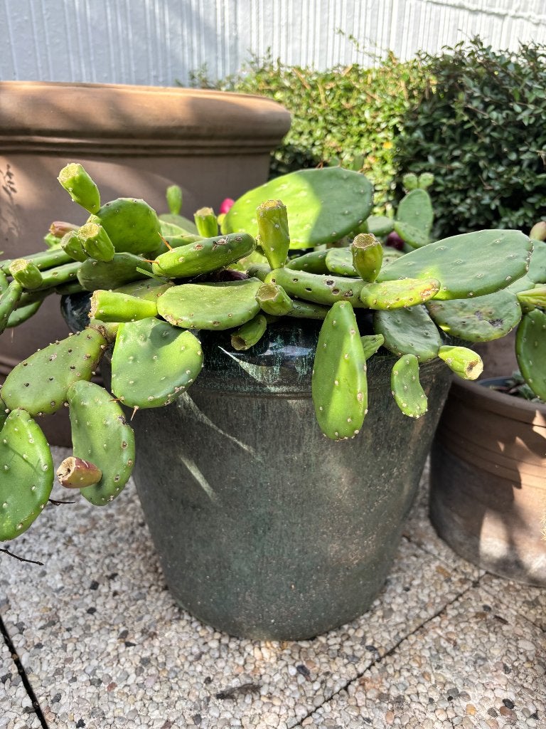 Cactus, Tuin en Terras, Volle zon, Vaste plant, Zomer, Ophalen