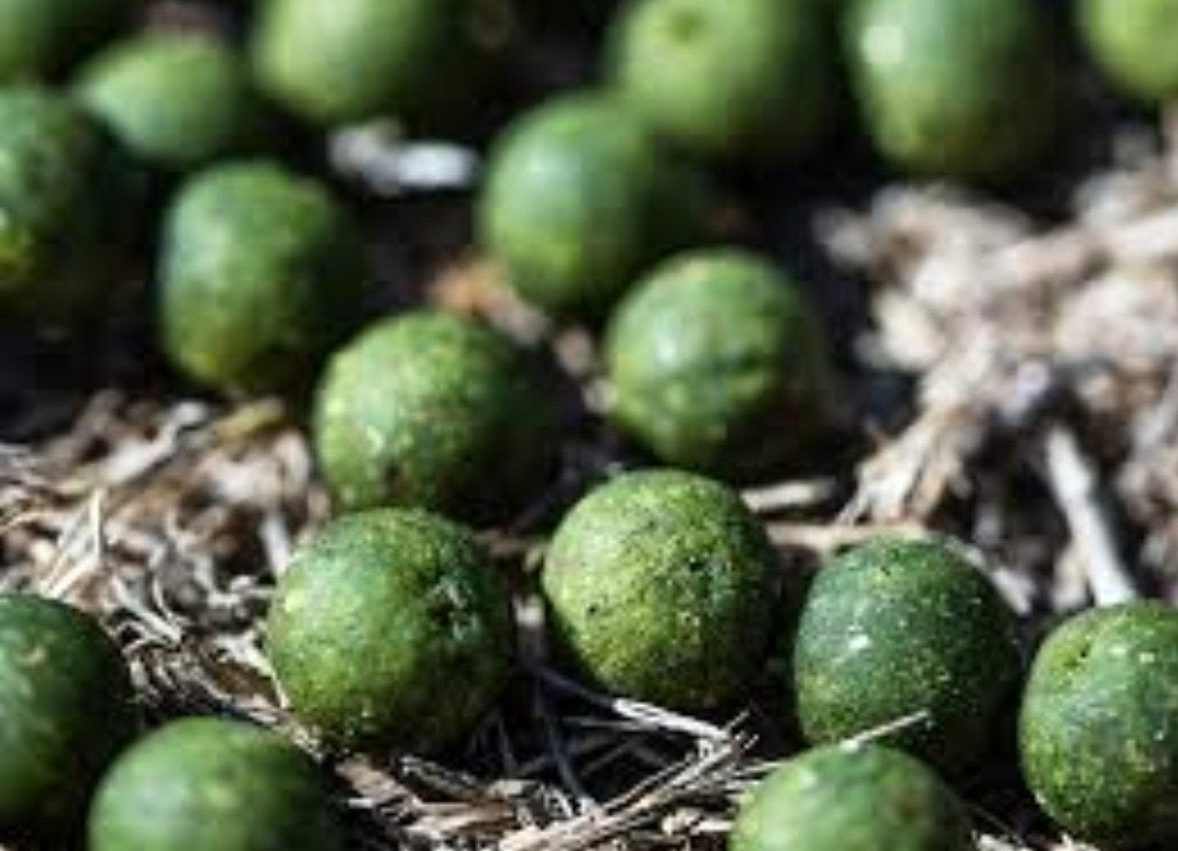 100kg ready made boilies 16mm, Enlèvement