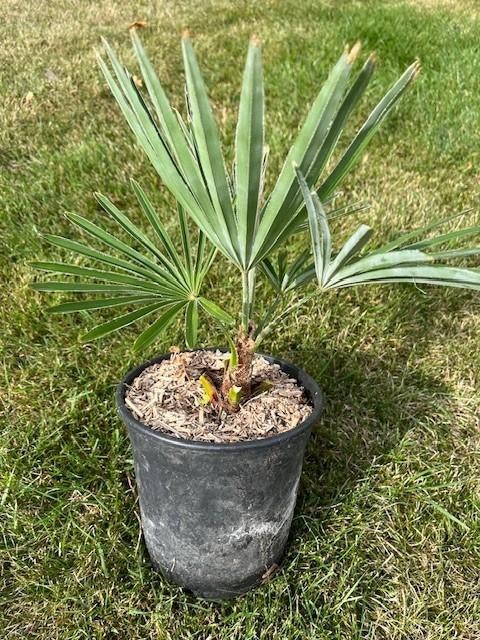 Trachycarpus princeps x wagnerianus, Enlèvement ou Envoi, En pot, Moins de 100 cm, Plein soleil