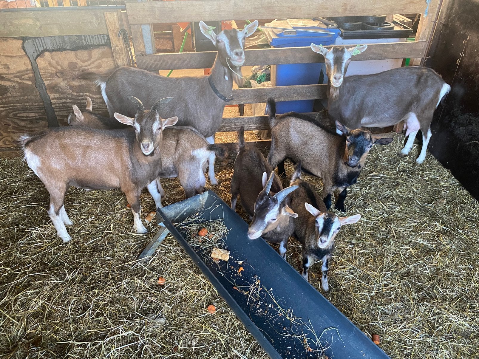 Toggenburger geiten, Dieren en Toebehoren, Meerdere dieren, Geit, 3 tot 5 jaar