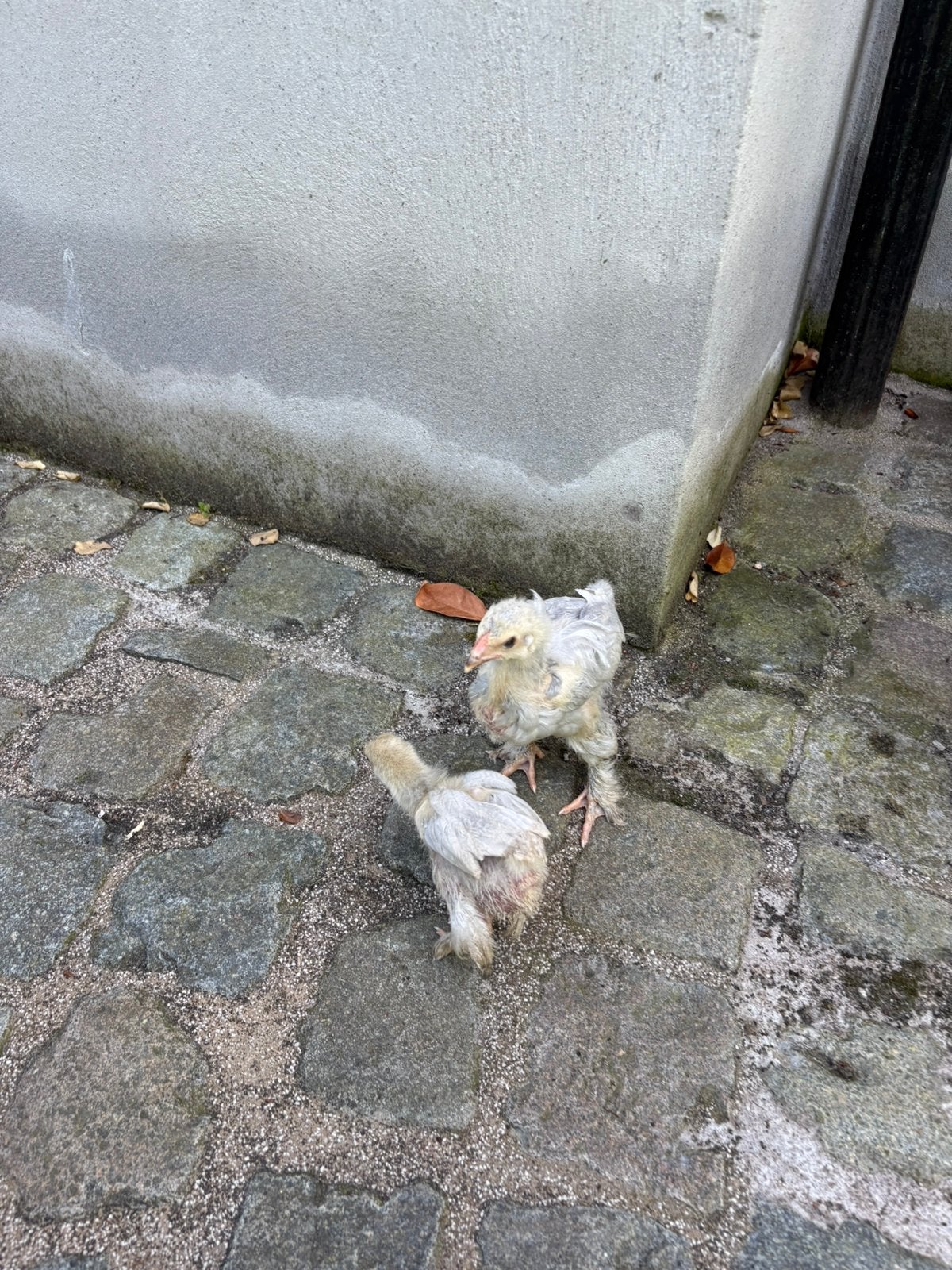 Brahma kuikens, Sexe inconnu