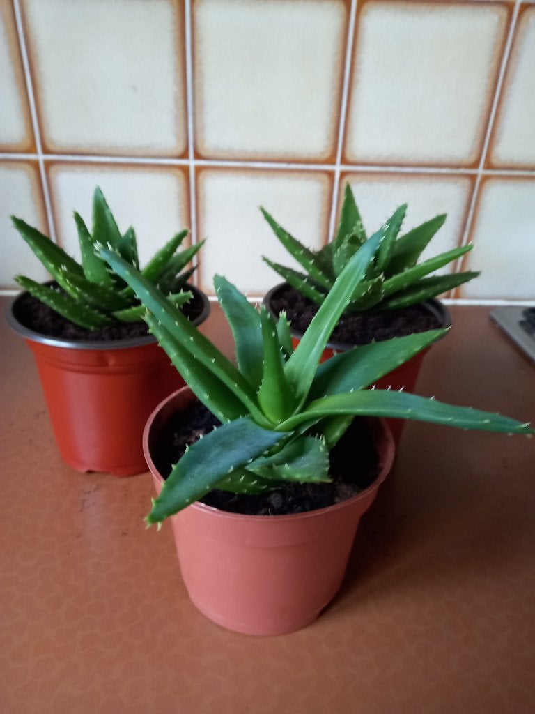 Aloe Mitriformis, Ophalen
