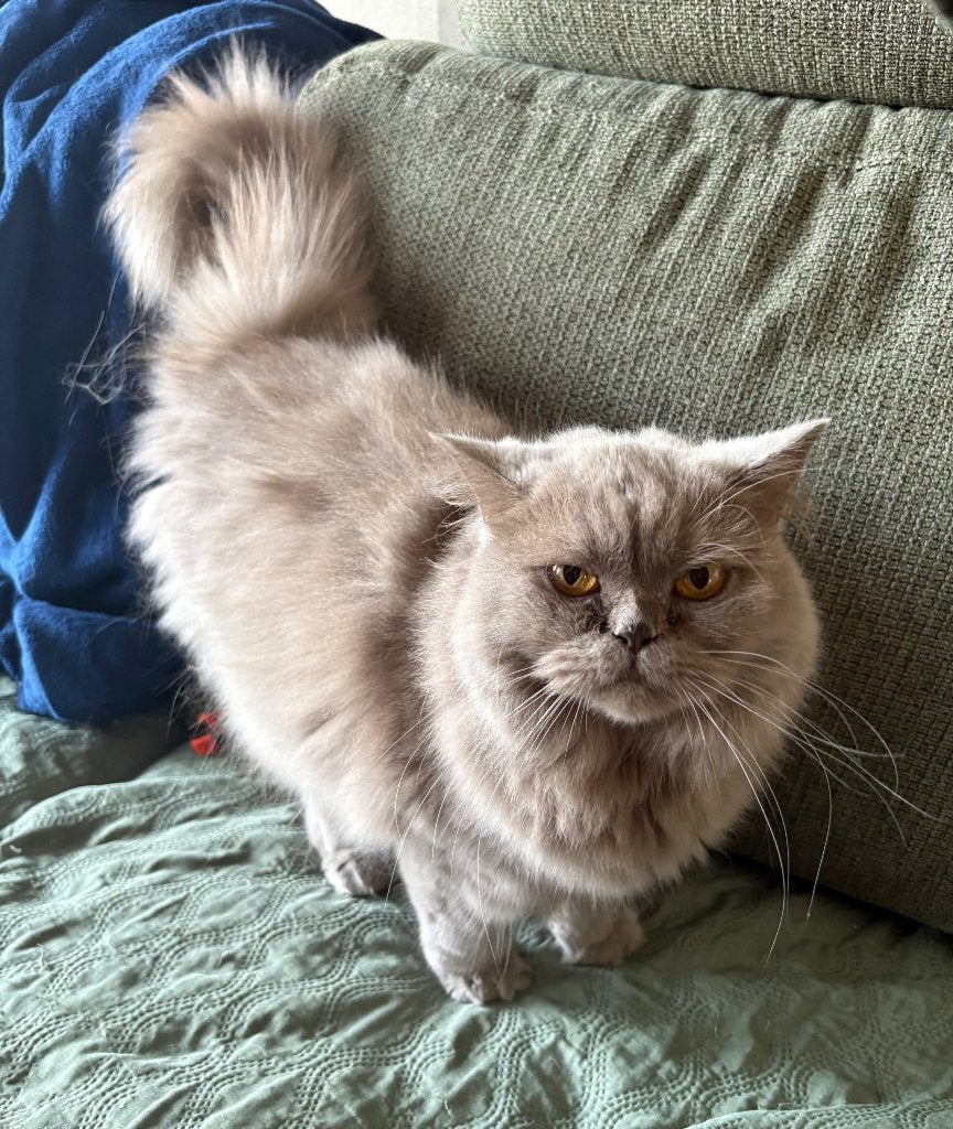 Lilac Brits langhaar poesje, Dieren en Toebehoren, Poes, Gechipt, 0 tot 2 jaar