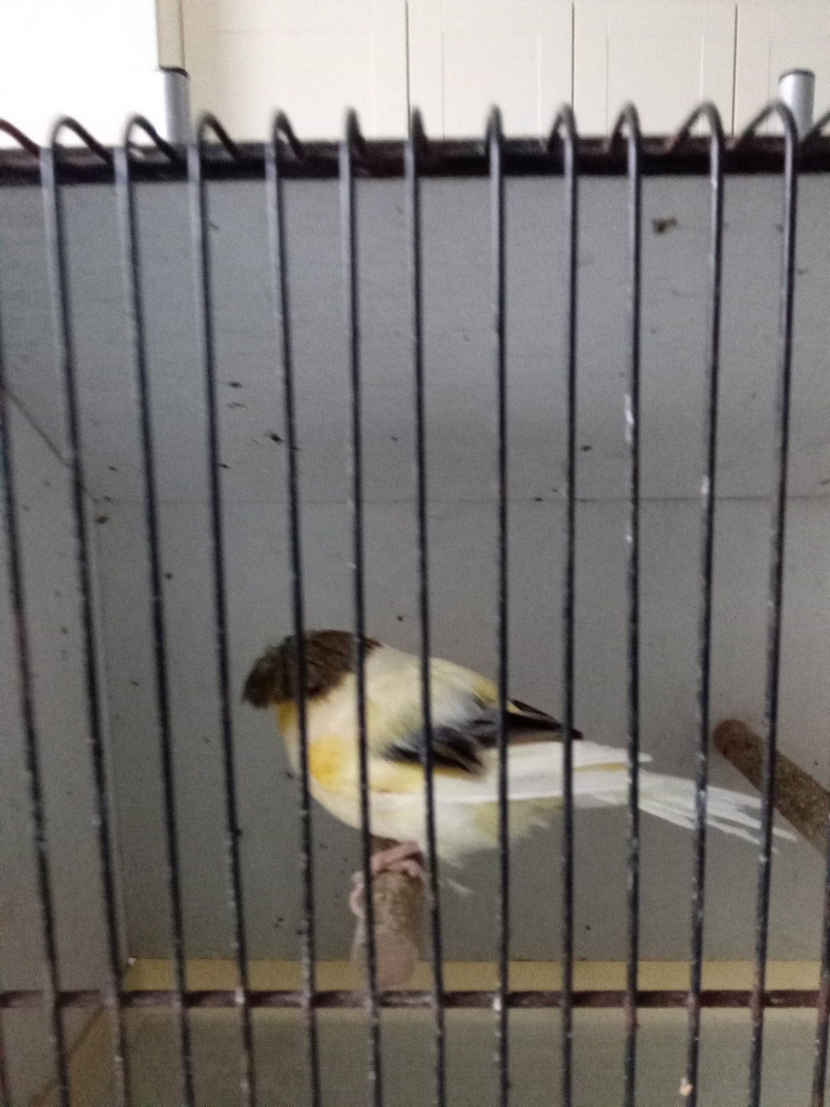 gloster kanarie, Animaux & Accessoires, Oiseaux | Canaris