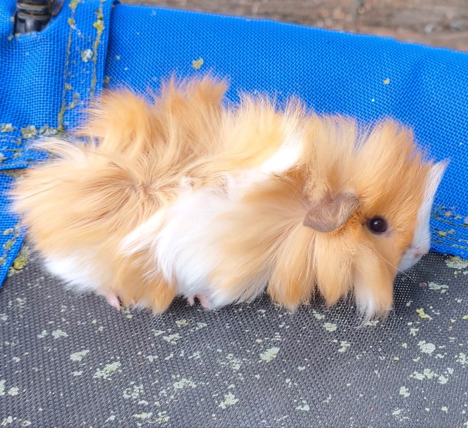 Knappe en jonge cavia borstel beer, Dieren en Toebehoren, Cavia, Juni, Mannelijk, Tam