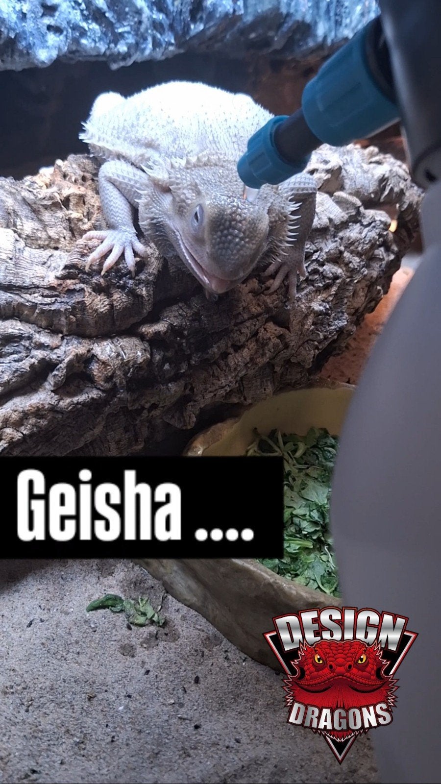 Zero Hypo Trans vrouw van 1 jaar, Animaux & Accessoires, Reptiles & Amphibiens
