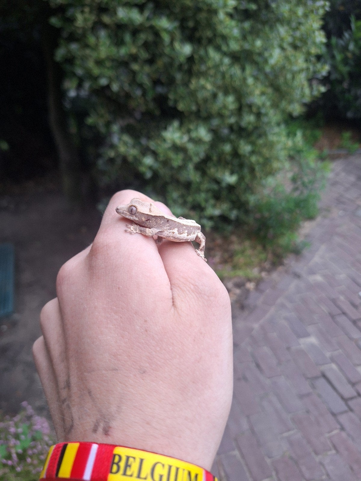 Baby wimpergekko s, lily White en harlekijn