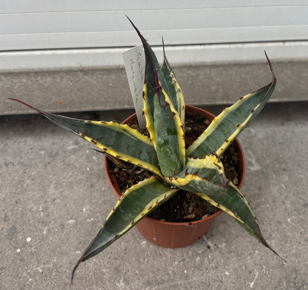 Agave scabra marginata, Maison & Meubles, Plantes d'intérieur, Autres espèces, En pot, Moins de 100 cm, Plein soleil