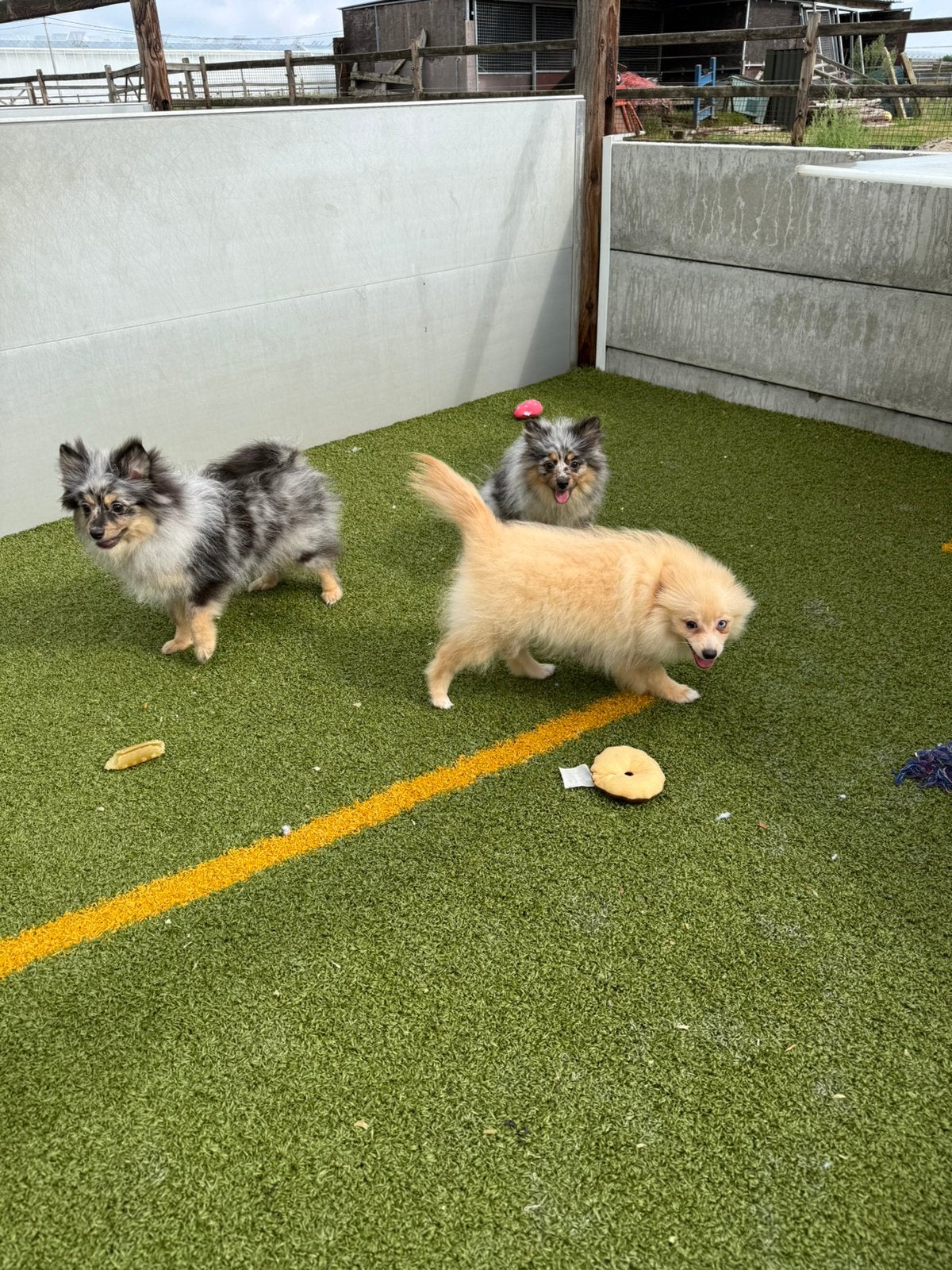 Lieve dwergkeeshond pups, Dieren en Toebehoren, België, Keeshond, 15 weken tot 1 jaar, Reu
