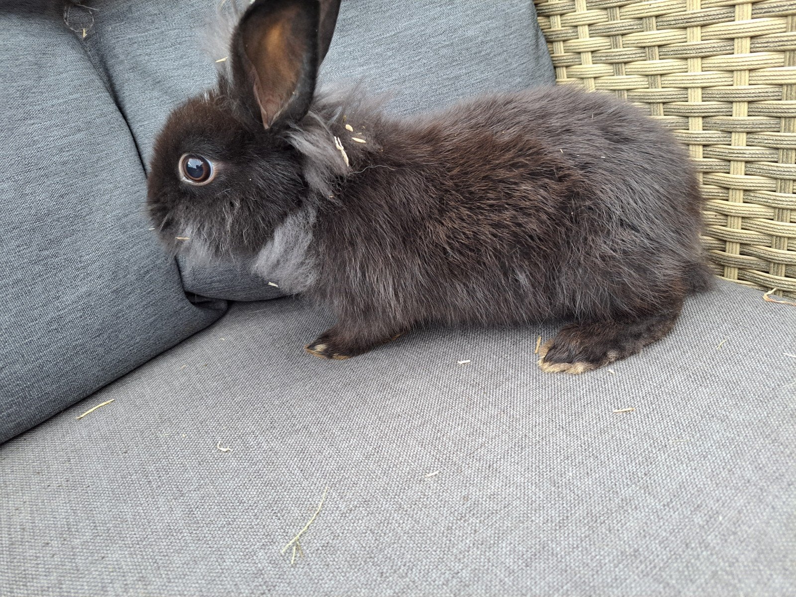 dwergkonijn, Dwerg, 0 tot 2 jaar