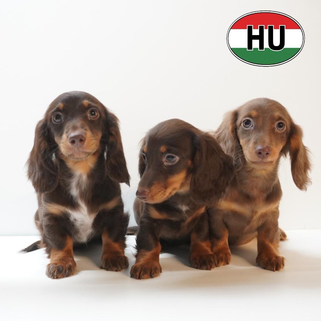 Chiots teckel à poil long à vendre, 15 semaines à 1 an, Hépatite contagieuse (maladie de Rubarth), Chienne, Poils longs