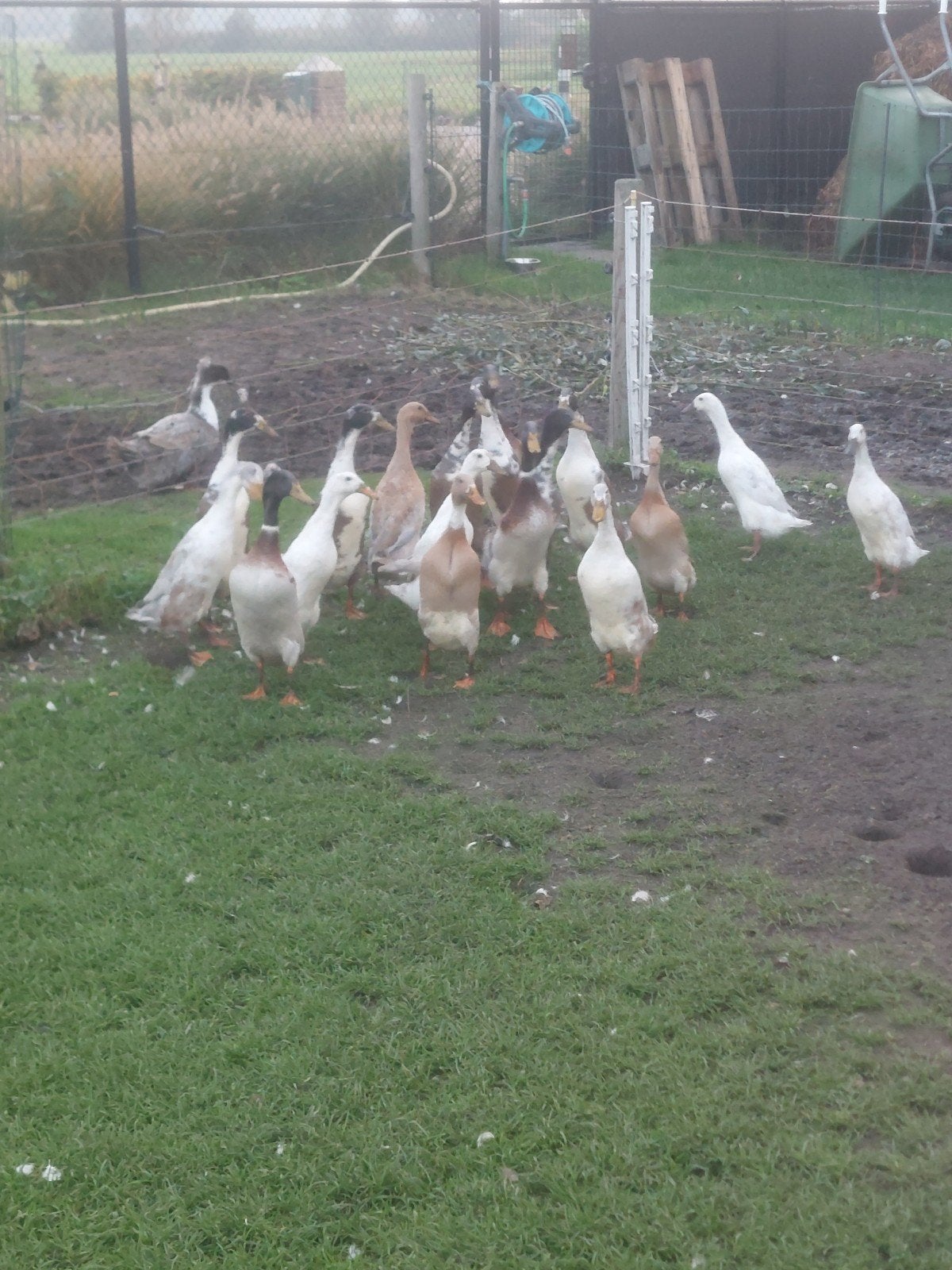 loopeenden, Dieren en Toebehoren, Meerdere dieren, Eend
