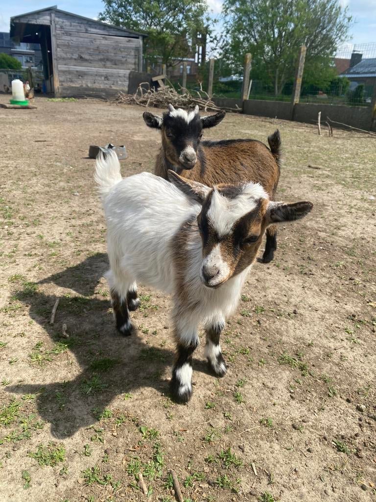 Geitjes, Plusieurs animaux, Chèvre