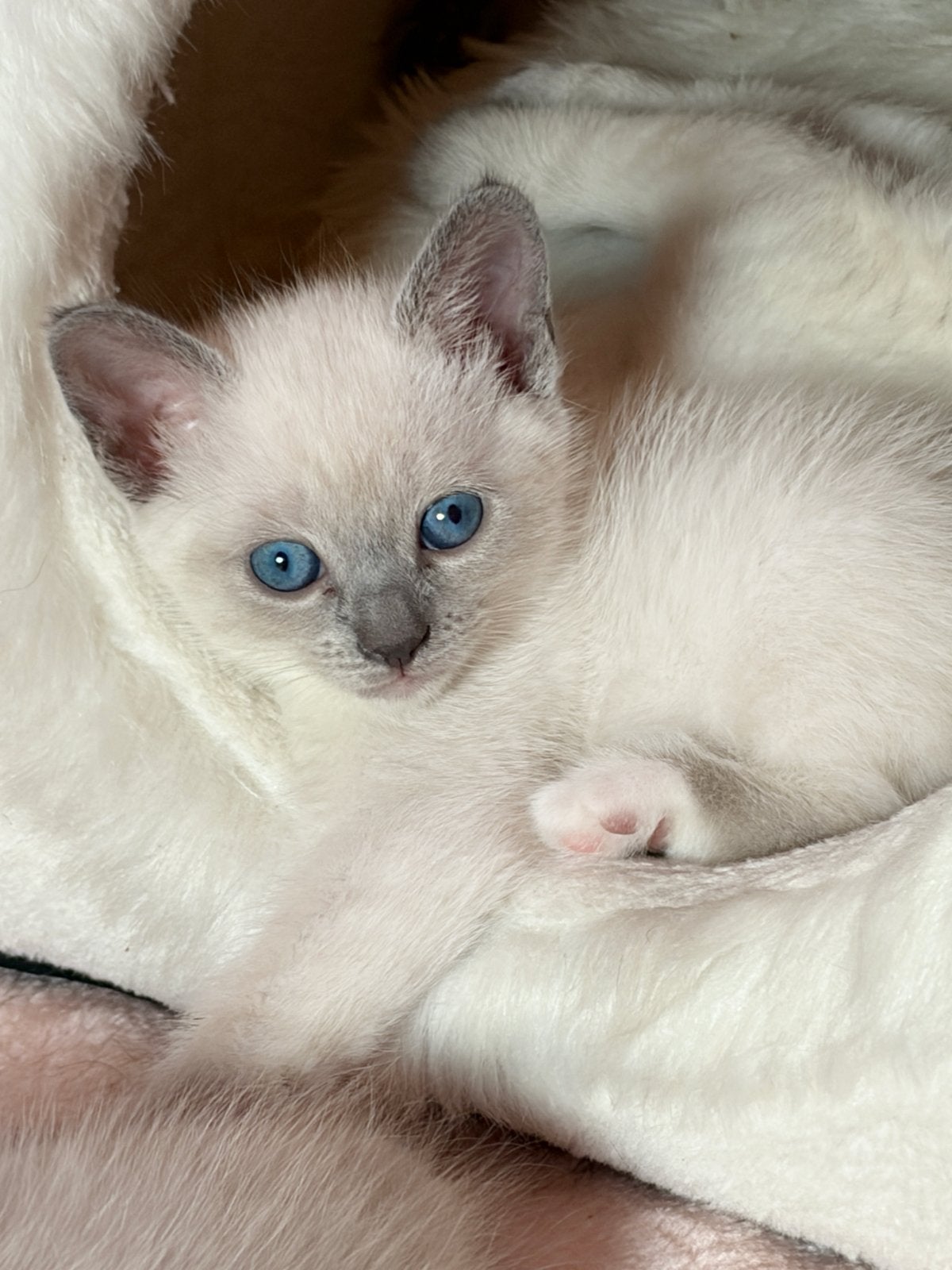 4 Magnifiques Siamois Blue Point disponible à la réservation, Animaux & Accessoires, Plusieurs animaux, Vermifugé, 0 à 2 ans