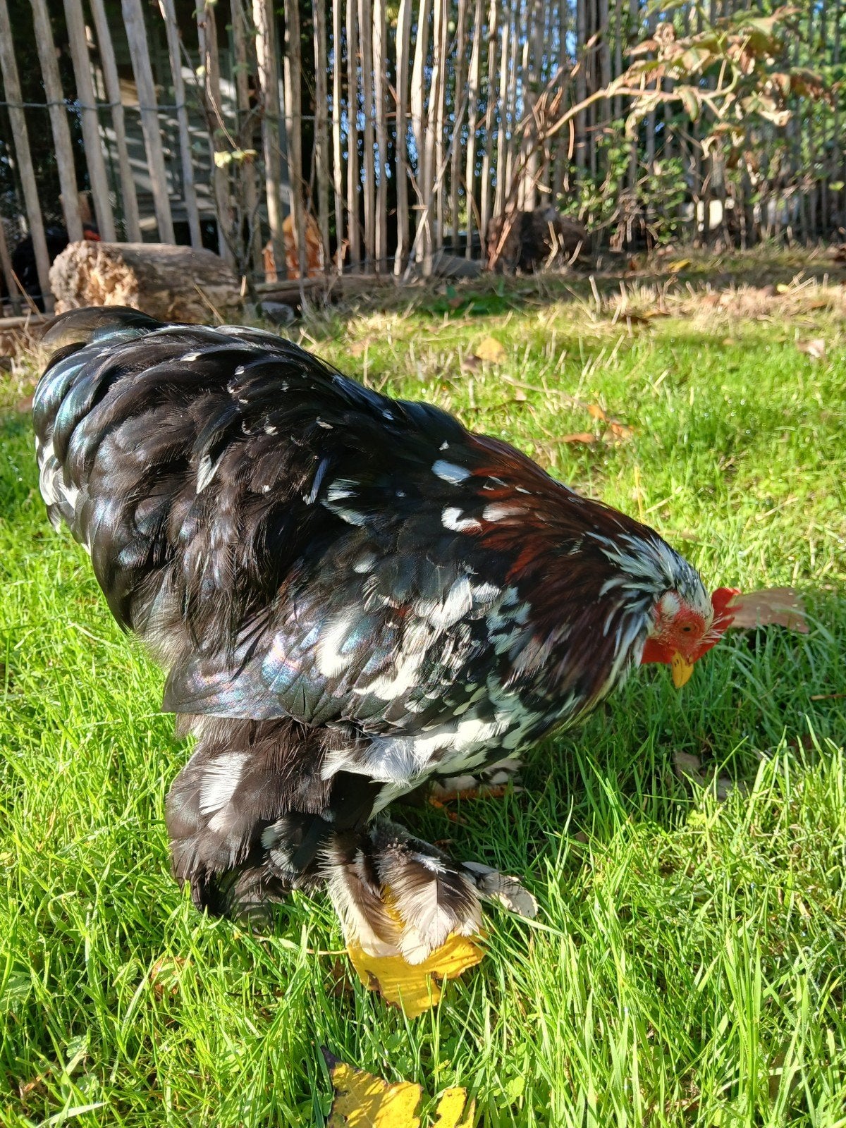 cochin haantjes, Mâle, Poule ou poulet