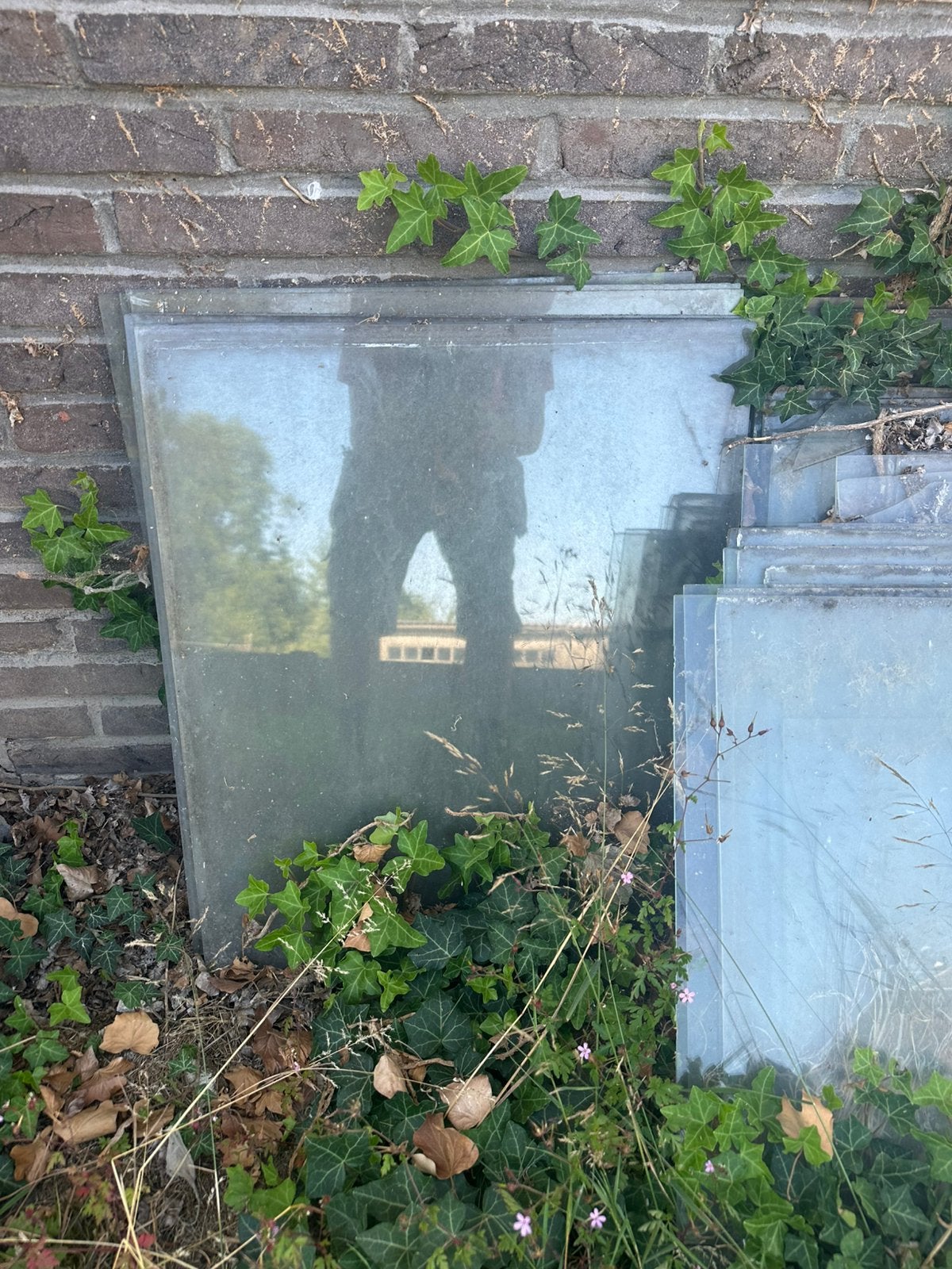 GRATIS glazen voor serre, Tuin en Terras, Ophalen, Gebruikt, Kweekkas