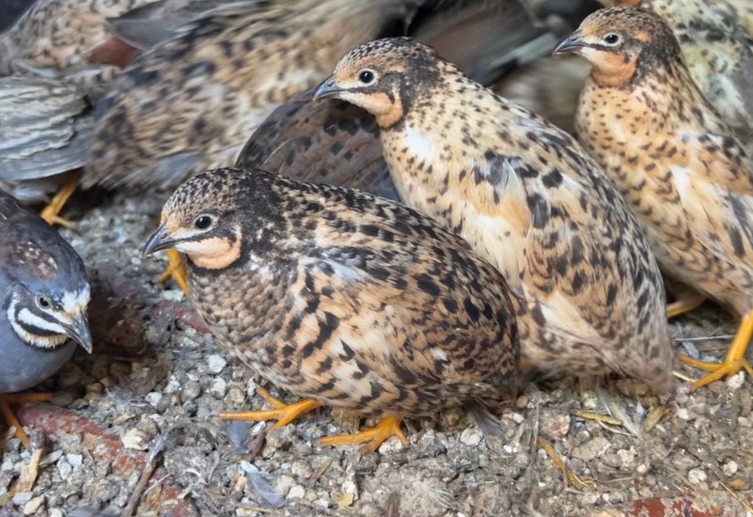 Chinese dwergkwartels, Dieren en Toebehoren, Meerdere dieren, Overige soorten