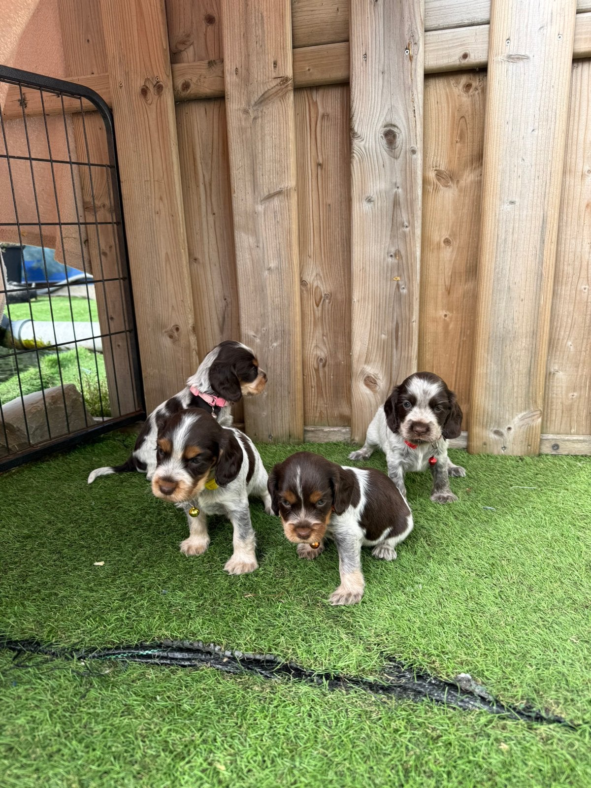 Prachtige engelse cockerspaniel pups, Dieren en Toebehoren, Honden | Retrievers, Spaniëls en Waterhonden, Parvo, België, 8 tot 15 weken