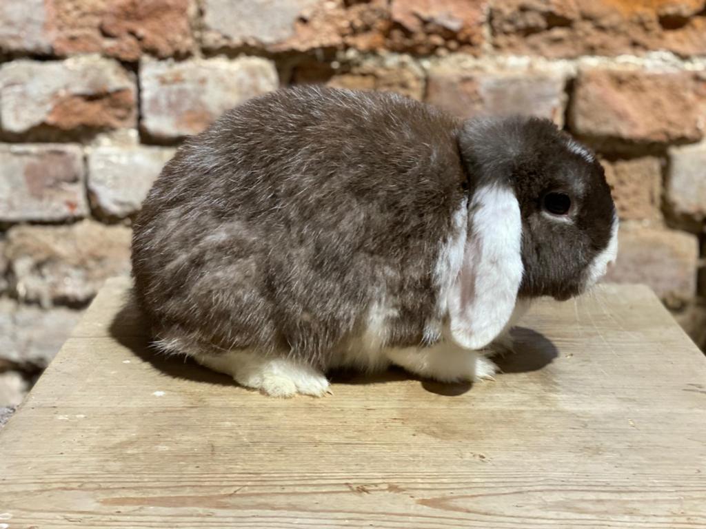 Minilop (en raison de l'arrêt du traitement), Animaux & Accessoires, Lapins, Plusieurs animaux, Nain, Oreilles tombantes, 0 à 2 ans