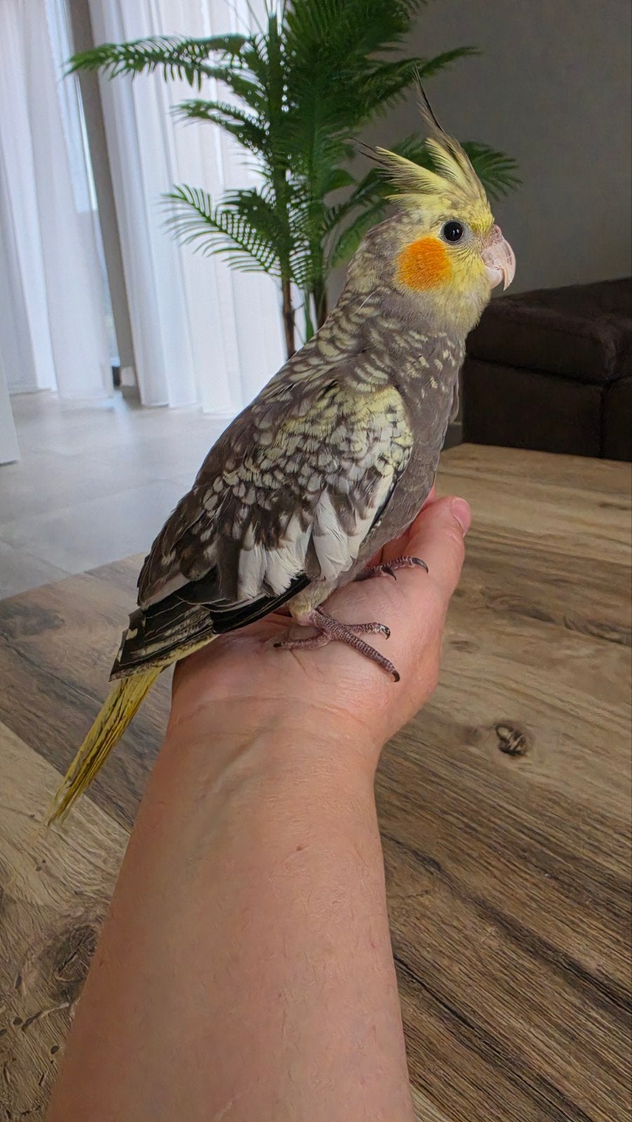 Gratis af te halen: Lieve, tamme valkparkiet, Dieren en Toebehoren, Tam