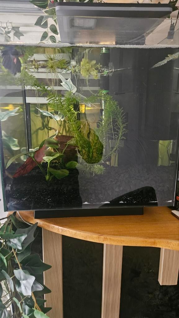 Betta+aquarium, Enlèvement ou Envoi, Chauffage, Filter, Superfish