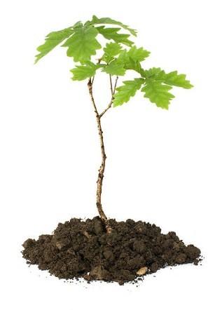 50 Quercus robur, chêne (s) pédonculé (s), jeunes plants, Enlèvement ou Envoi, Moins de 100 cm, Plein soleil, Autres espèces