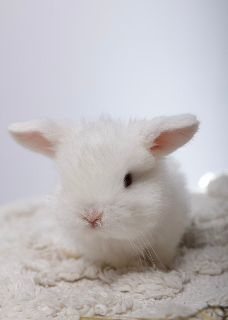 Accessoires lapin, Dieren en Toebehoren, Knaagdieren en Konijnen | Toebehoren, Ophalen, Nieuw, Overige typen