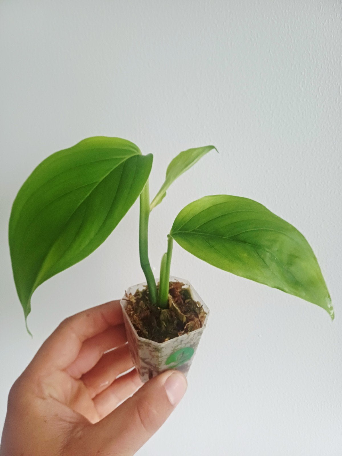 Monstera EC7 (noid), Maison & Meubles, Plantes d'intérieur, Autres espèces, En pot, Enlèvement ou Envoi, Moins de 100 cm