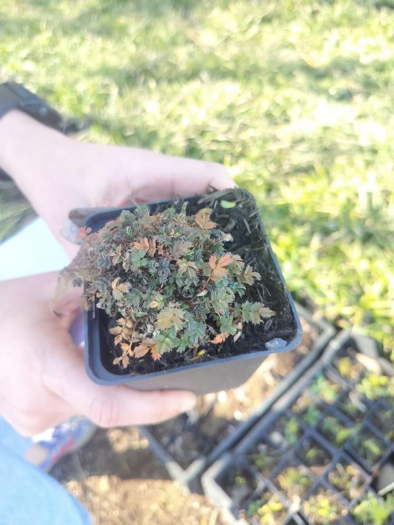 Stekelnootje
Acaena microphylla 'Kupferteppich', Ophalen of Verzenden, Vaste plant, Bodembedekkers