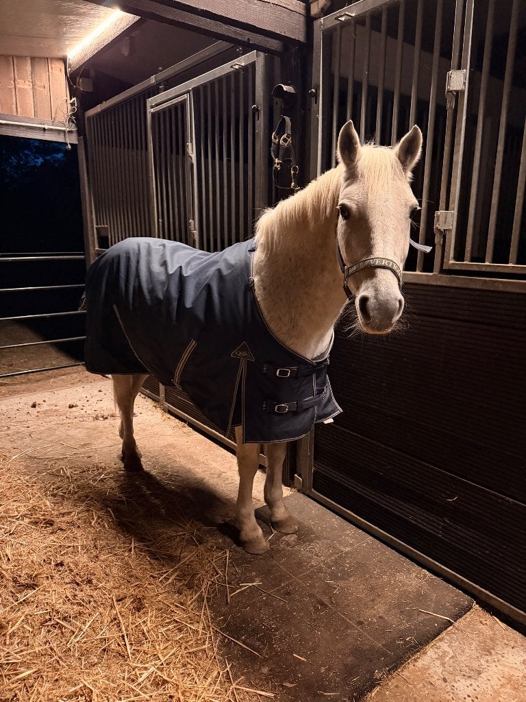 12 jarige C pony, Dieren en Toebehoren, 11 jaar of ouder, Recreatiepony, Merrie, Gechipt