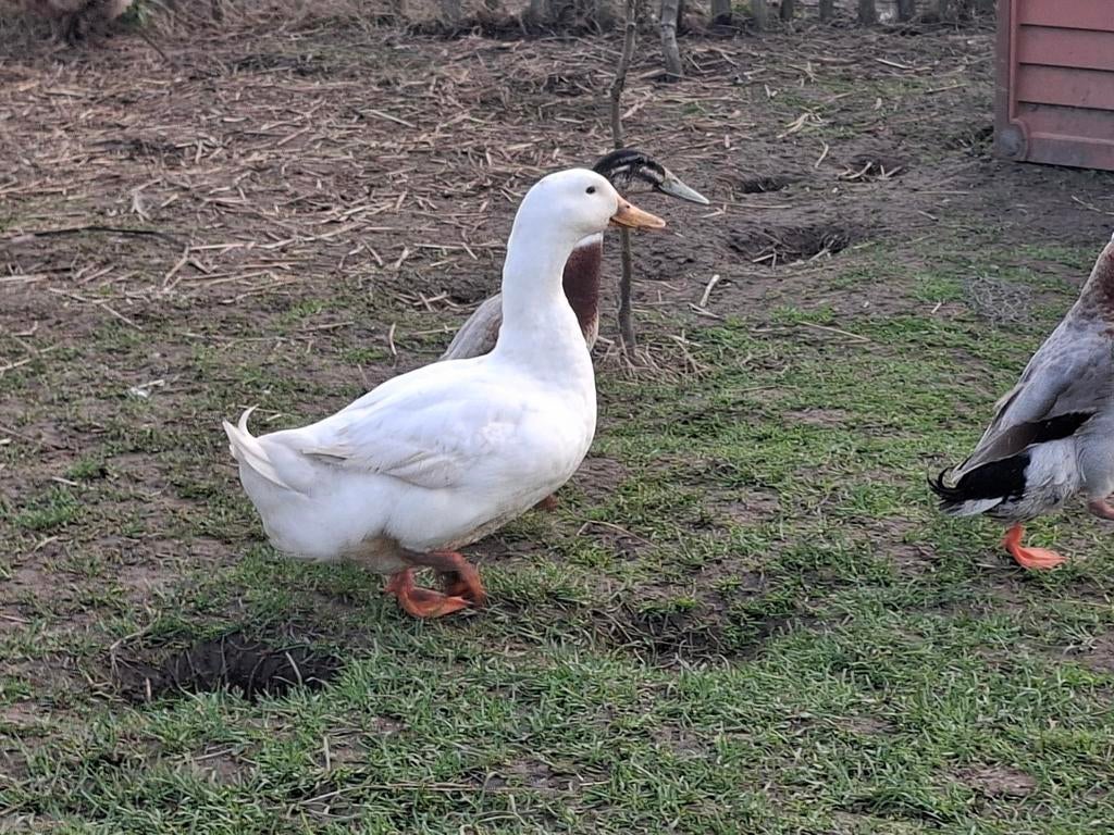 Peking Eend (man), Dieren en Toebehoren, Pluimvee, Eend