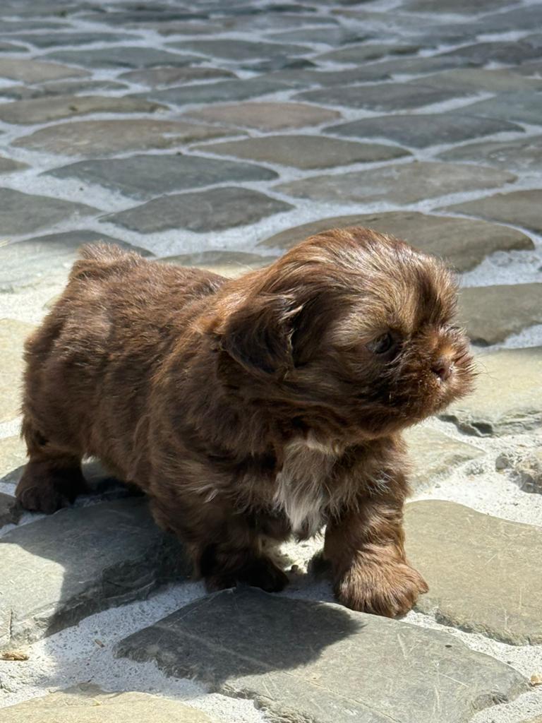 Chiots Shih Tzu, Autres races, Plusieurs, Hépatite contagieuse (maladie de Rubarth), Belgique
