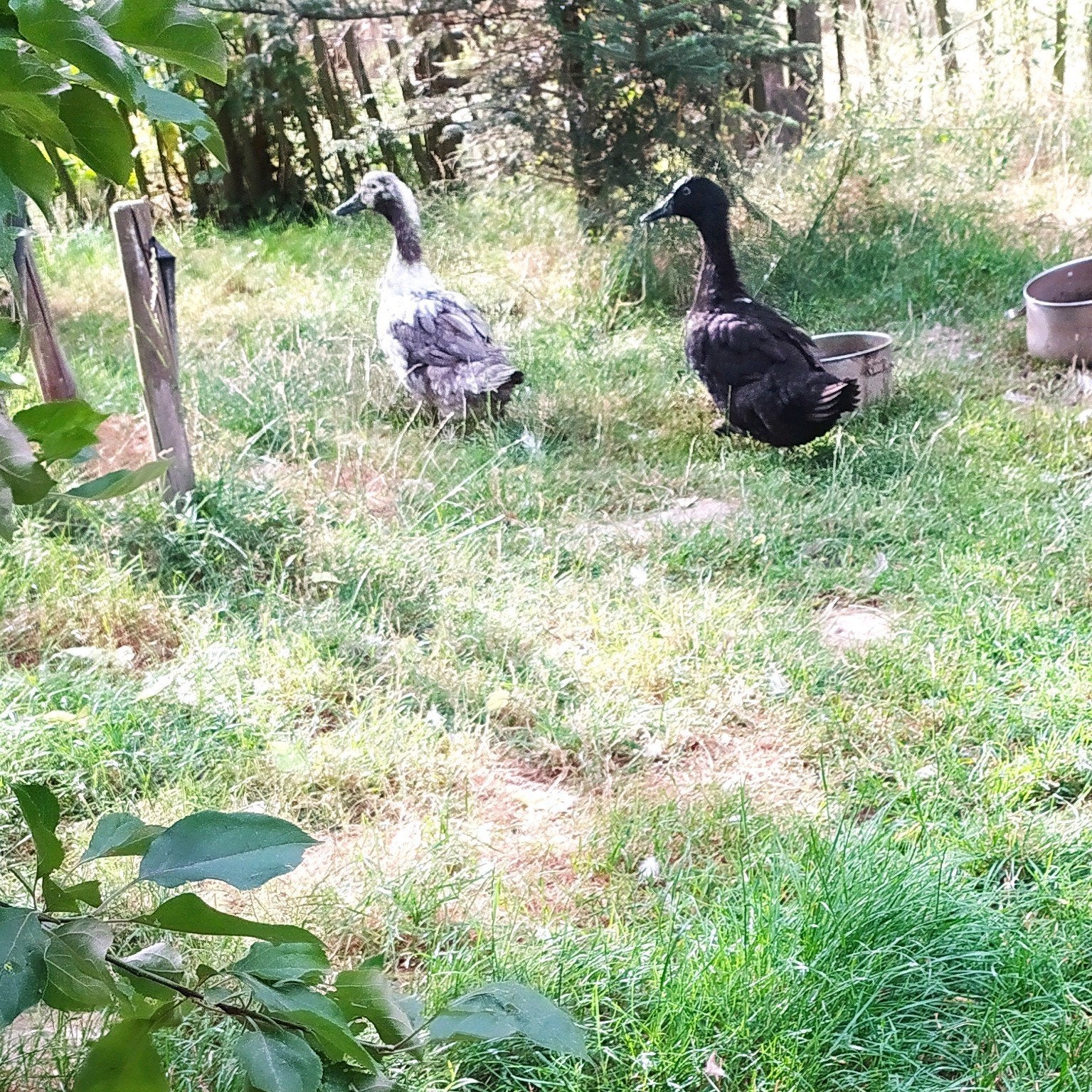 Eens van Vorst, 20 euro samen, Dieren en Toebehoren