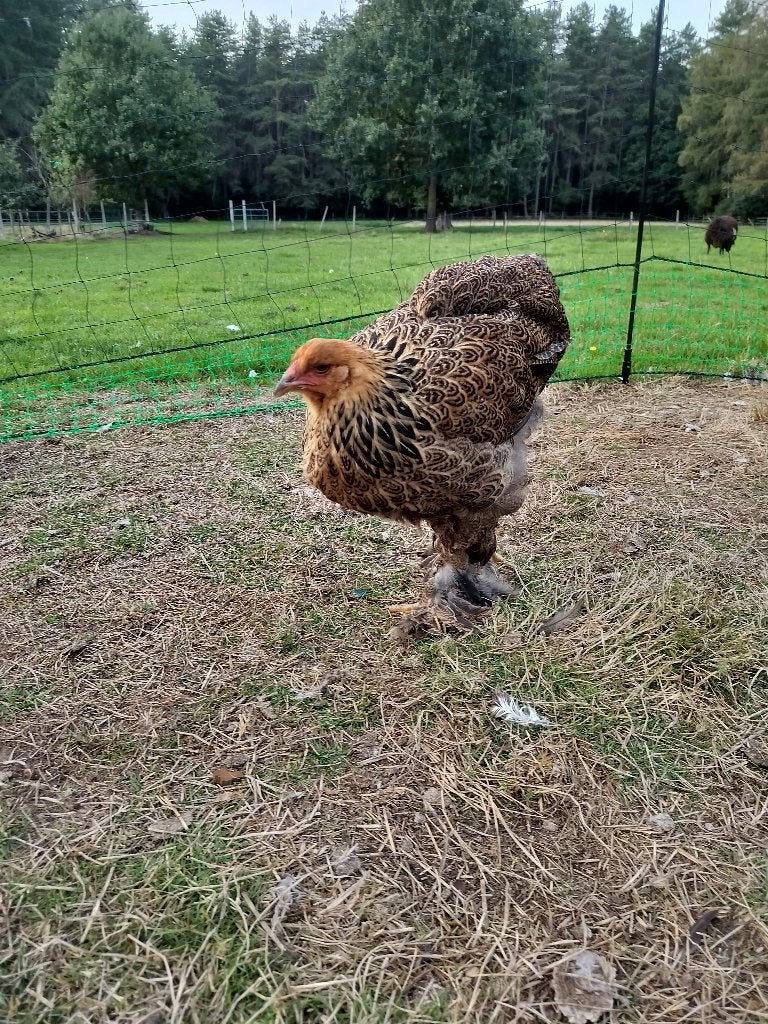 Brahma Koppel, Dieren en Toebehoren
