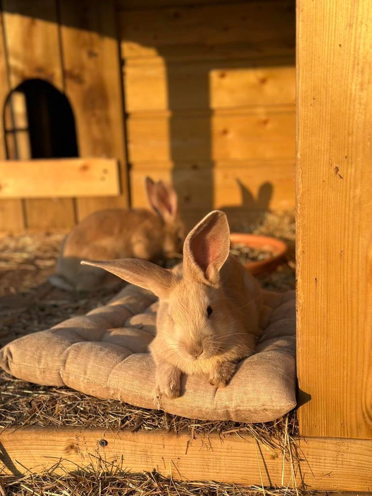Handtamme duitse reusjes 6 rammelaars, Dieren en Toebehoren, Konijnen, Groot