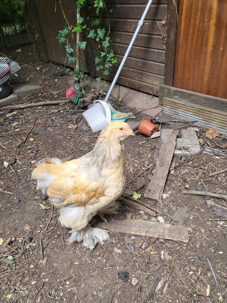 Coq Brahma