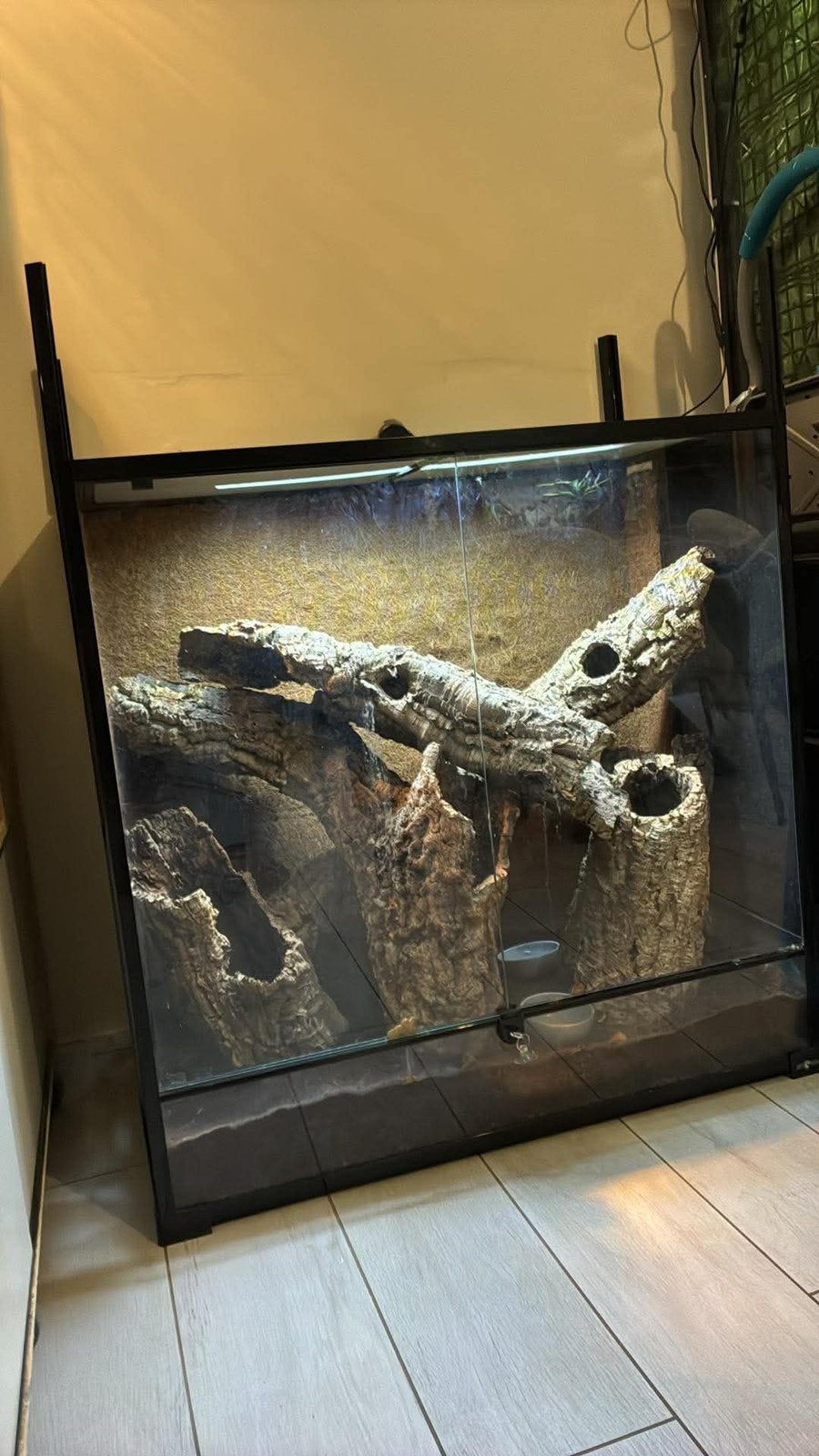 2 terrarium habistat avec couple de leachianus reproducteur