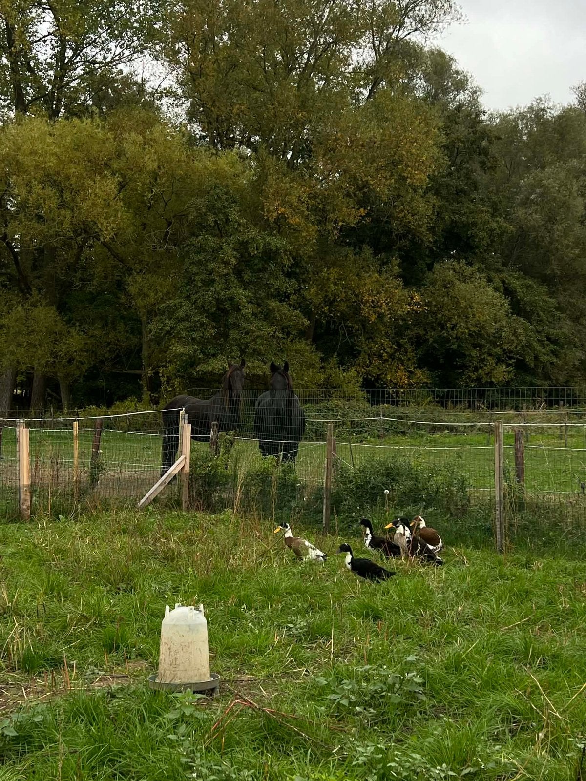 Loopeenden te koop, Dieren en Toebehoren, Eend