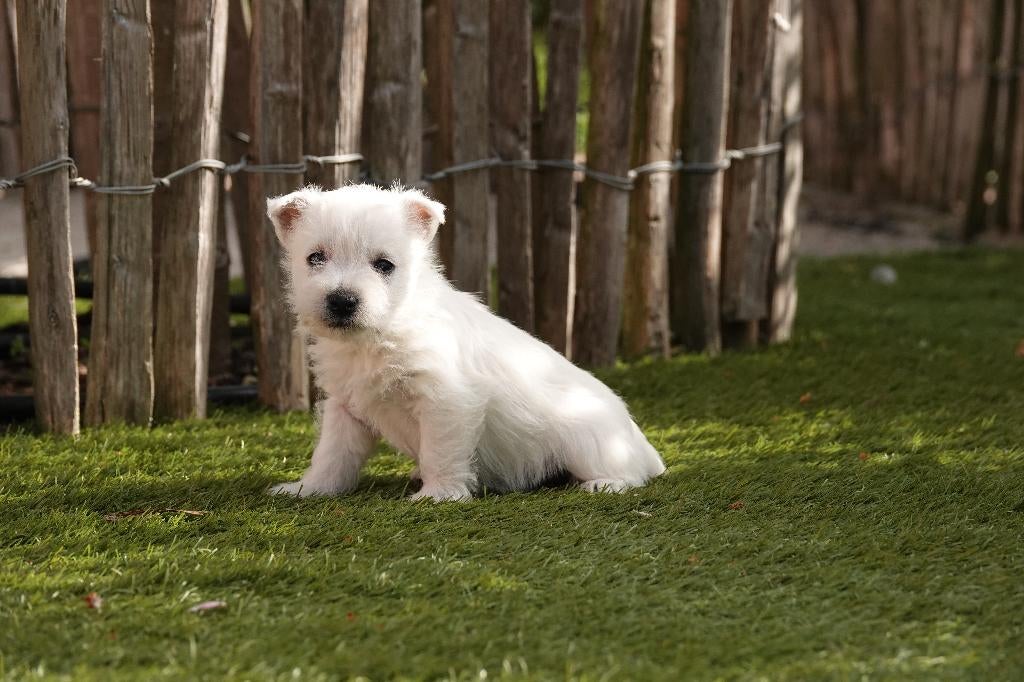 West highland white terriër pups (westie, 100% belgisch), Dieren en Toebehoren, Parvo, België, Overige rassen, 8 tot 15 weken