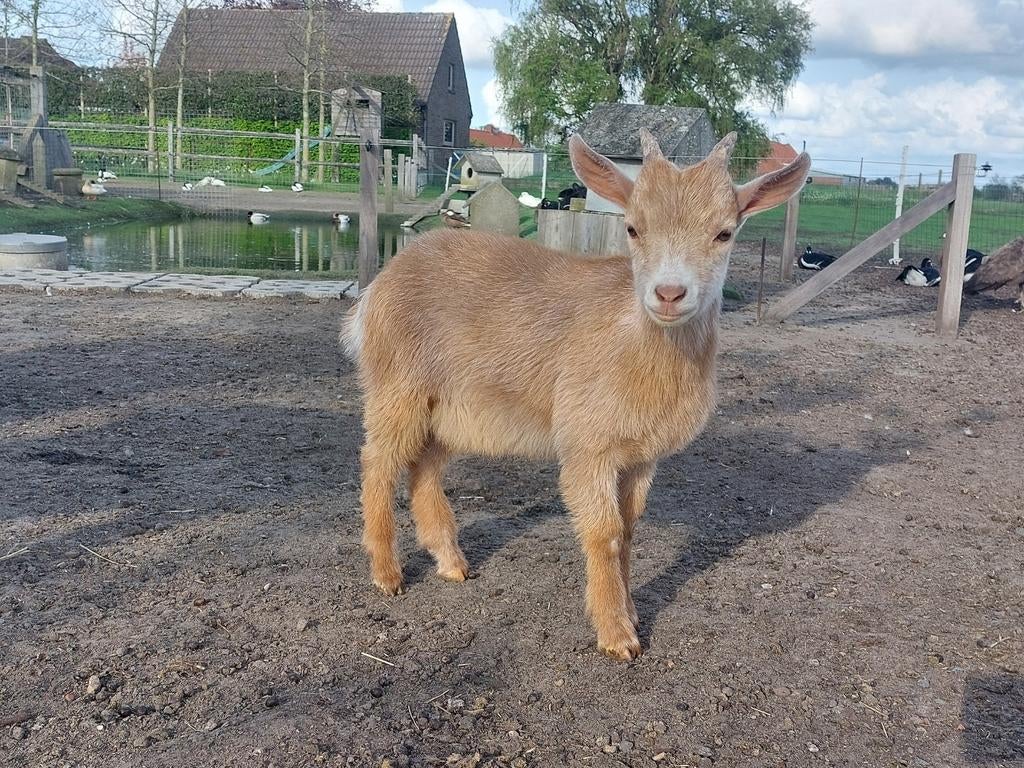 Camel bokje, Dieren en Toebehoren